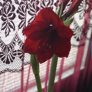 Meet your Posher, Joann